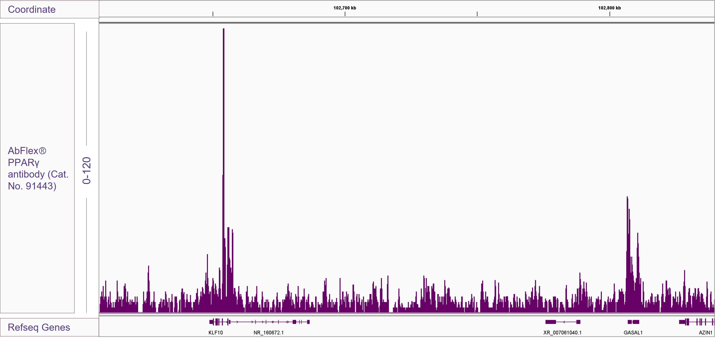 AbFlex<sup>®</sup> PPARγ antibody (rAb) tested by ChIP-Seq.