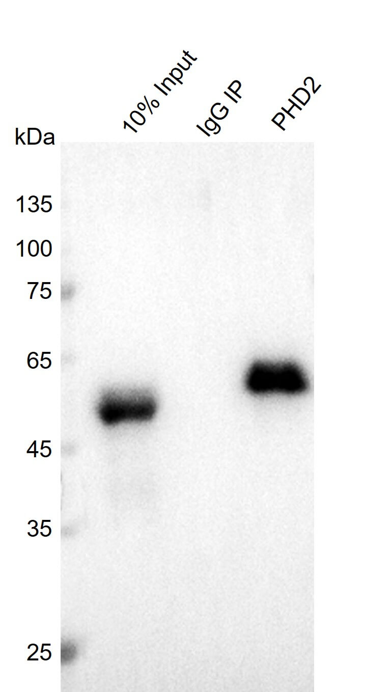 AbFlex<sup>®</sup> PHD2 (EGLN1) antibody (rAb) tested by immunoprecipitation.