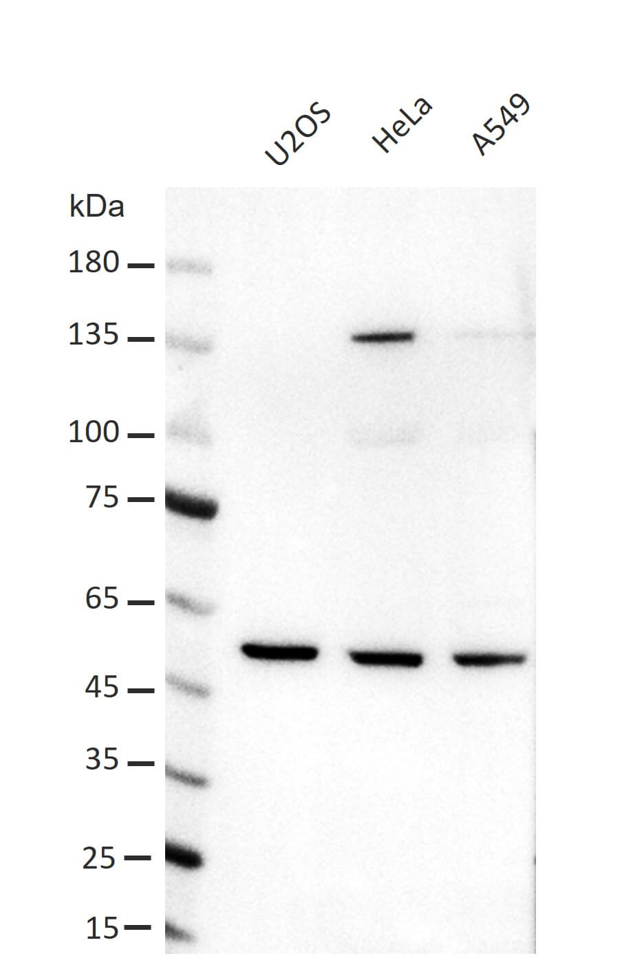 AbFlex<sup>®</sup> PHD1 (EGLN2) antibody (rAb) tested by Western blot.