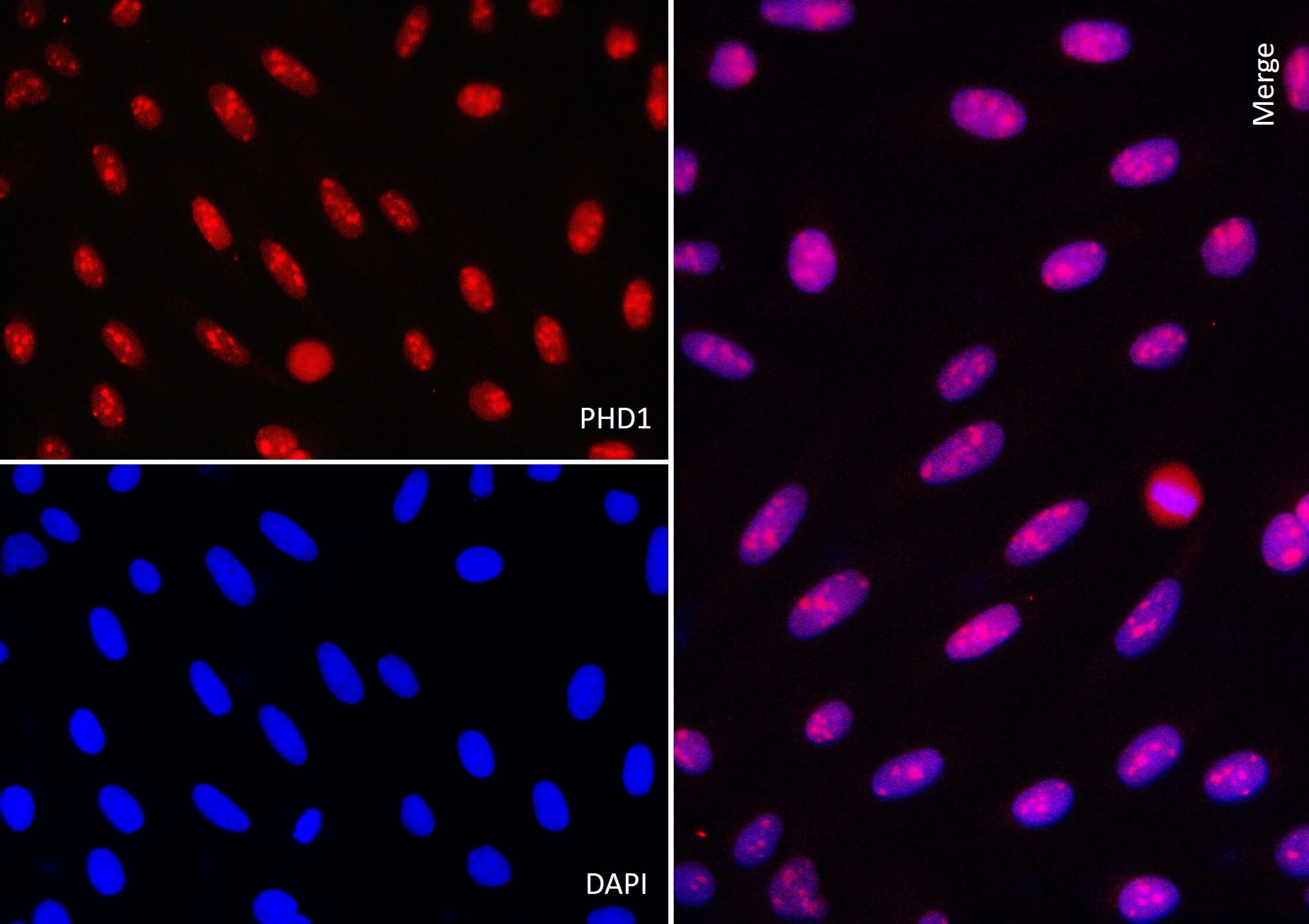 AbFlex<sup>®</sup> PHD1 (EGLN2) antibody (rAb) tested by immunofluorescence.