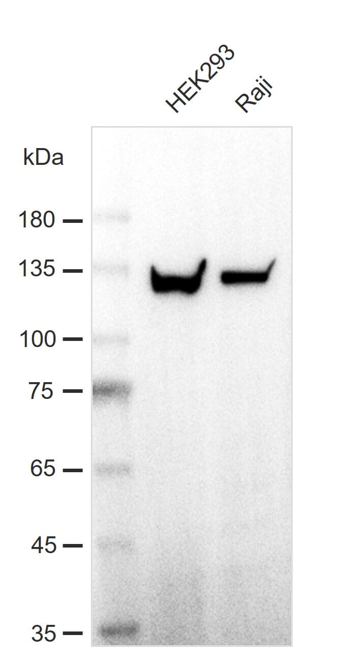 AbFlex<sup>®</sup> PARP1 antibody (rAb) tested by Western blot.