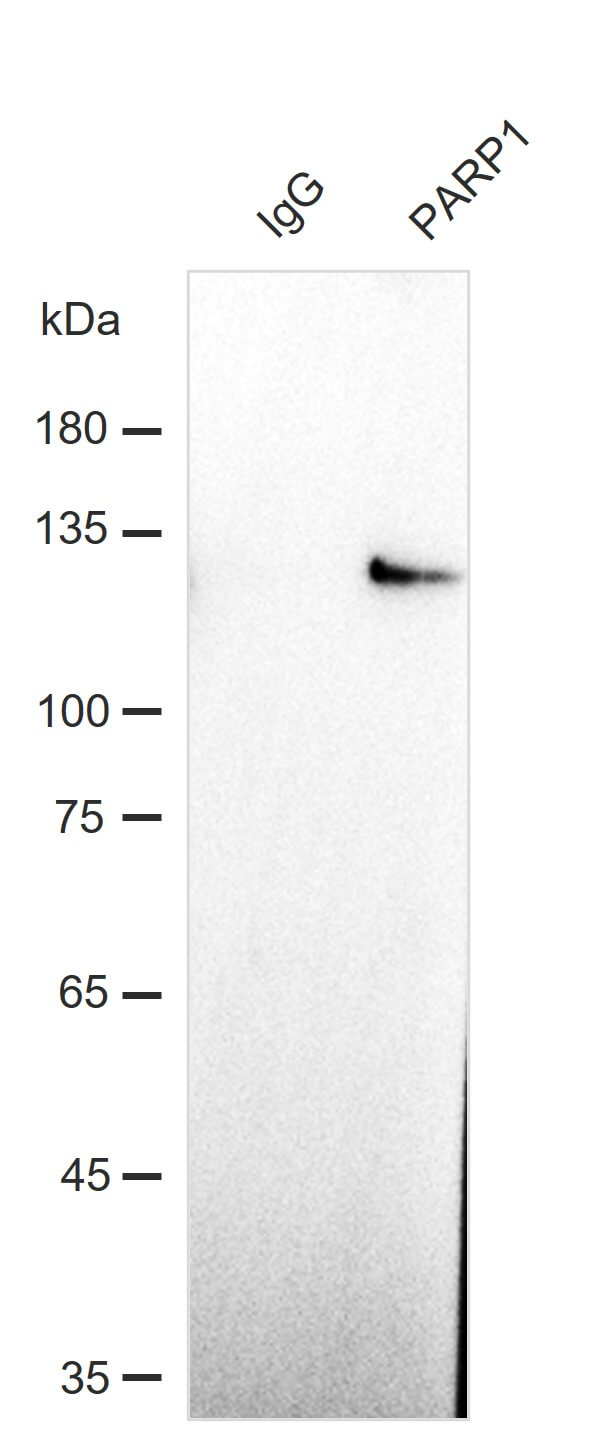 AbFlex<sup>®</sup> PARP1 antibody (rAb) tested by immunoprecipitation.