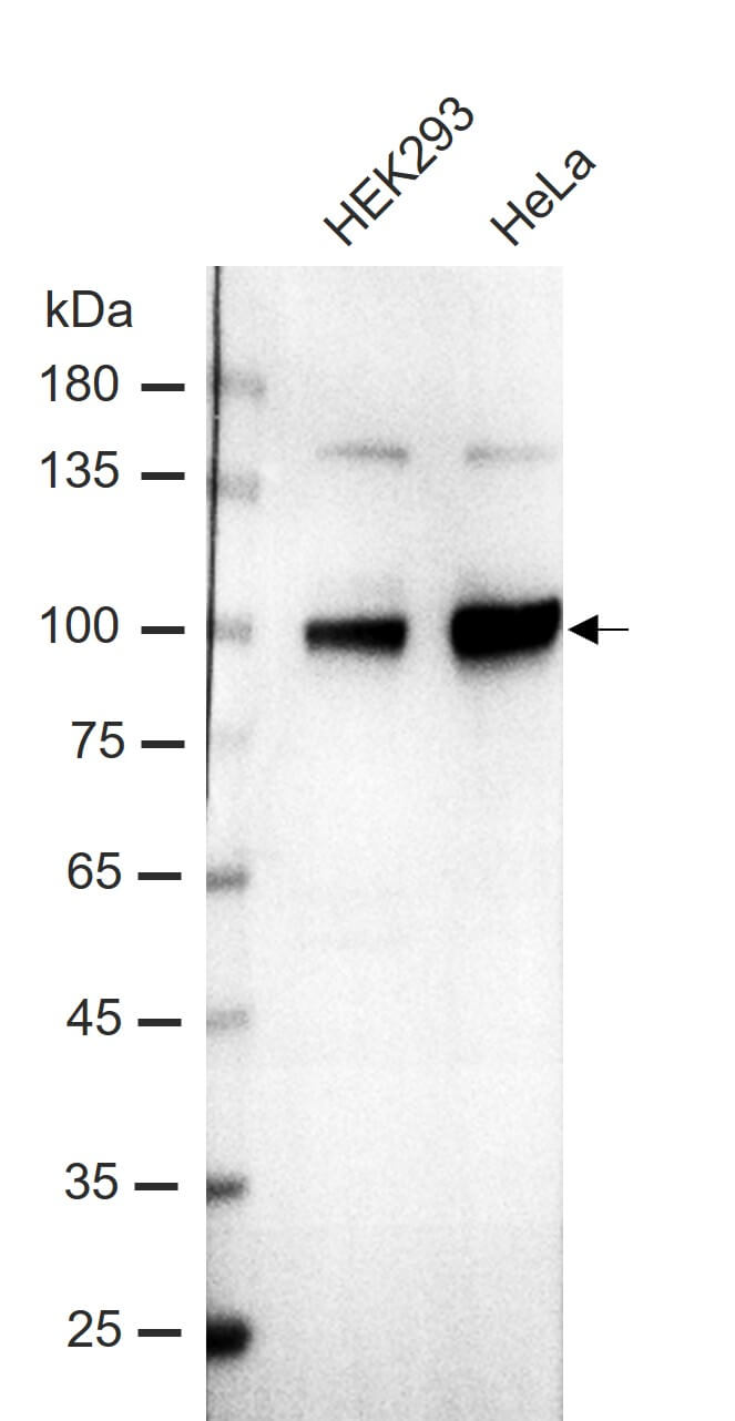AbFlex<sup>®</sup> EZH1 antibody (rAb) tested by Western blot.
