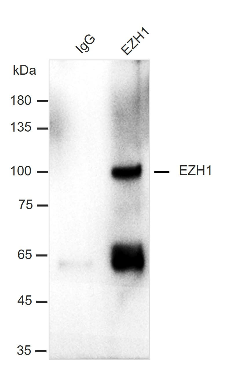 AbFlex<sup>®</sup> EZH1 antibody (rAb) tested by immunoprecipitation.