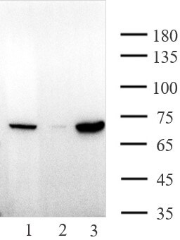 AbFlex<sup>®</sup> PARP2 antibody (rAb) tested by immunoprecipitation.
