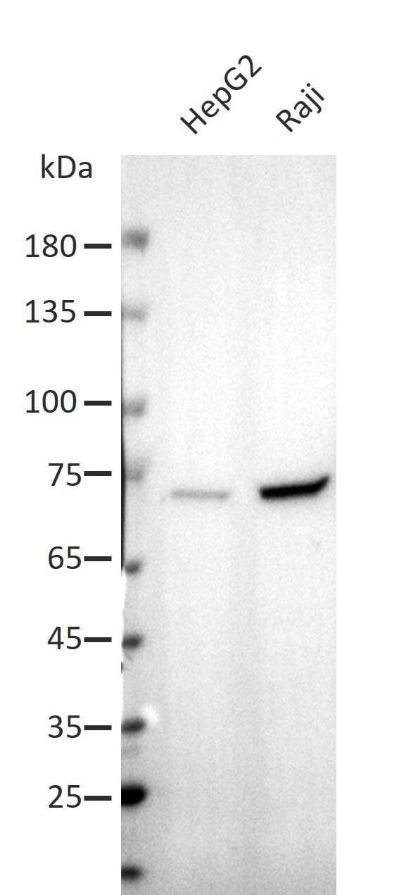 AbFlex<sup>®</sup> METTL3 antibody (rAb) tested by Western blot.
