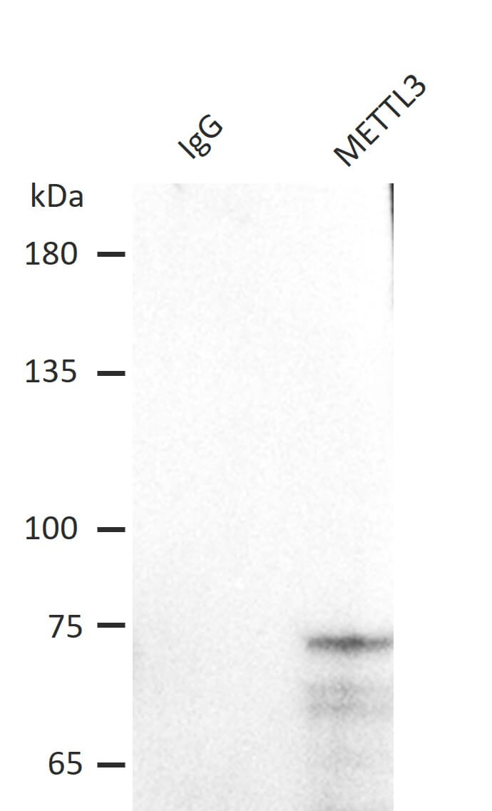 AbFlex<sup>®</sup> METTL3 antibody (rAb) tested by immunoprecipitation.