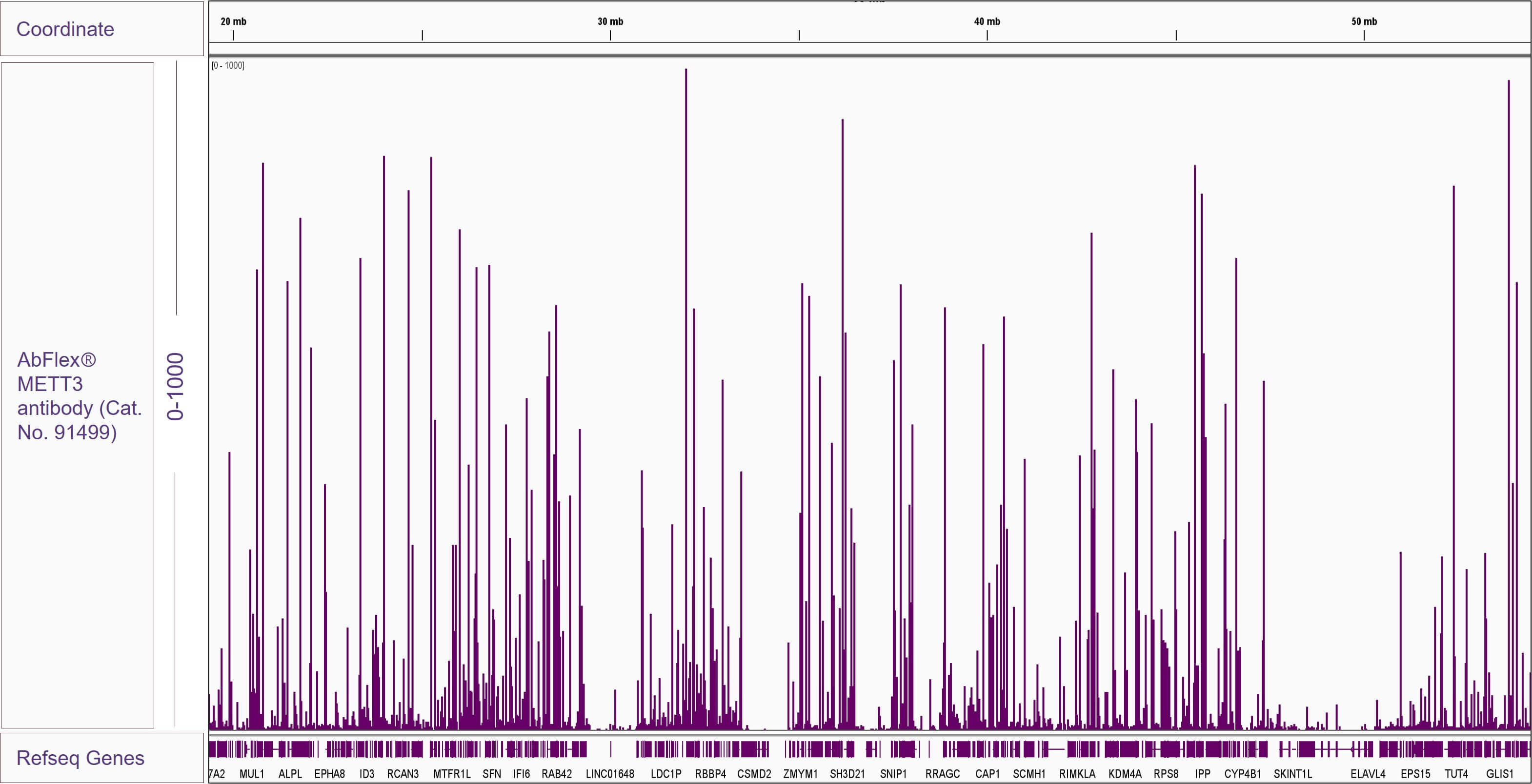 AbFlex<sup>®</sup> METTL3 antibody (rAb) tested by ChIP-Seq.