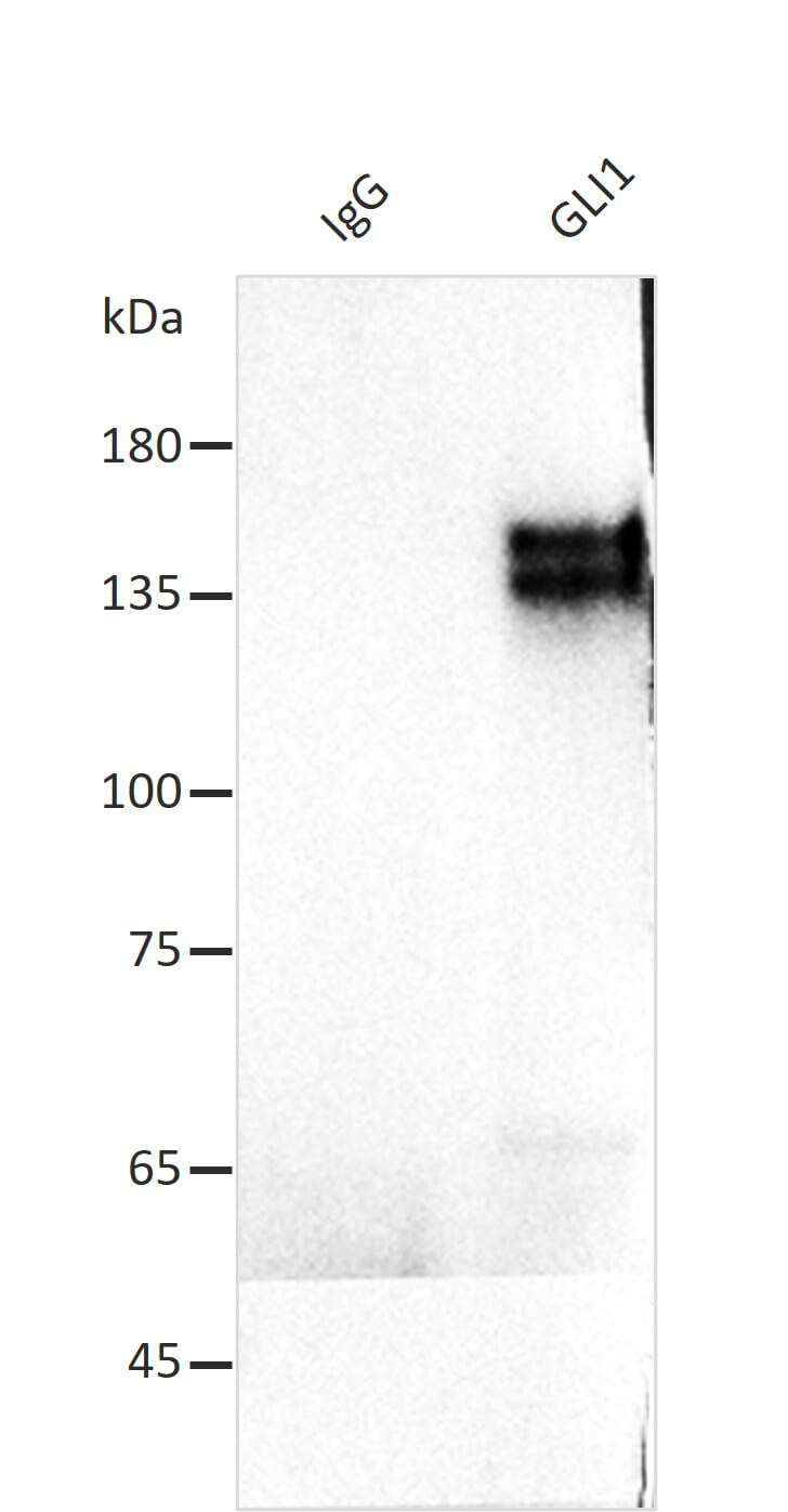 AbFlex<sup>®</sup> GLI1 antibody (rAb) tested by immunoprecipitation.