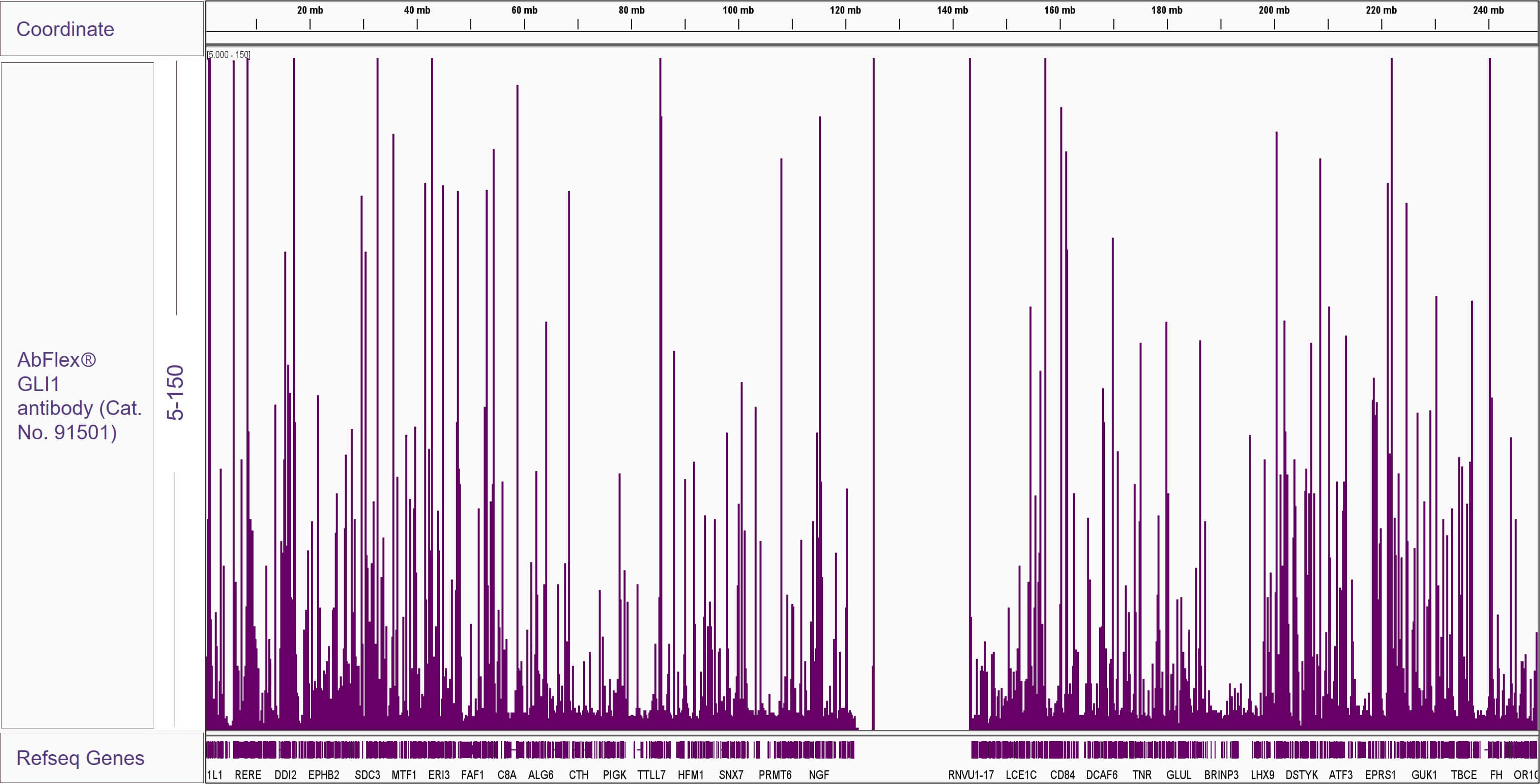 AbFlex<sup>®</sup> GLI1 antibody (rAb) tested by ChIP-Seq.