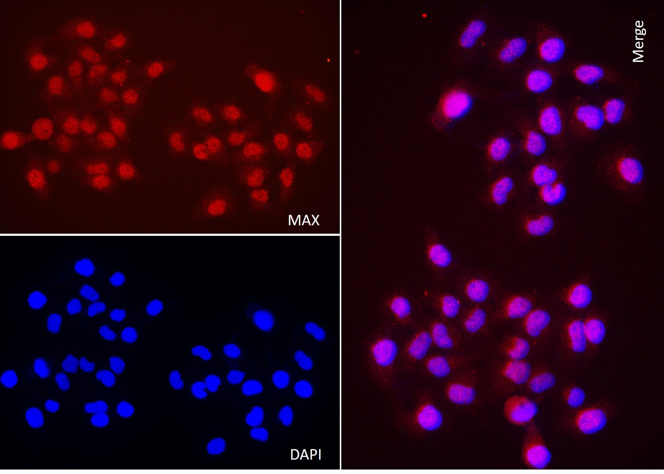 AbFlex<sup>®</sup> MAX antibody (rAb) tested by immunofluorescence.