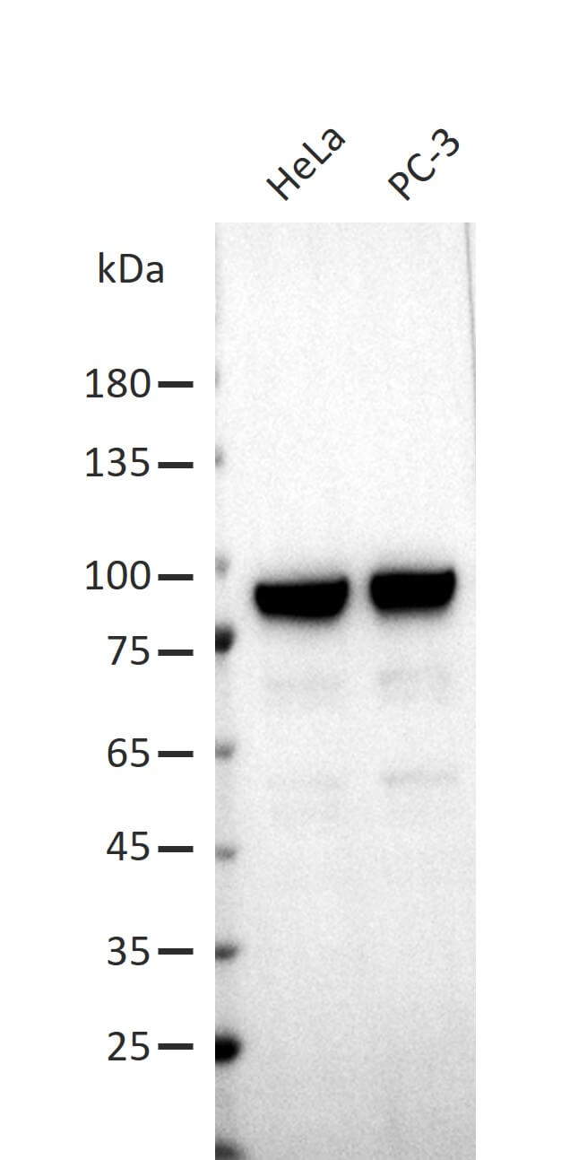 AbFlex<sup>®</sup> XRCC5 (Ku80) antibody (rAb) tested by Western blot.
