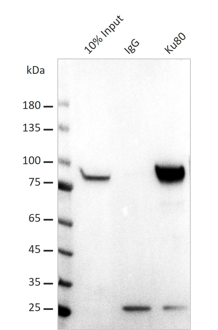AbFlex<sup>®</sup> XRCC5 (Ku80) antibody (rAb) tested by immunoprecipitation.