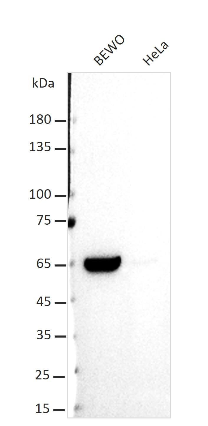 AbFlex<sup>&reg;</sup> CCNB1 (Cyclin B1) antibody (rAb) tested by Western blot.
