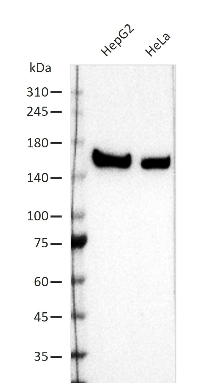 AbFlex<sup>®</sup> SF3B1 antibody (rAb) tested by Western blot.