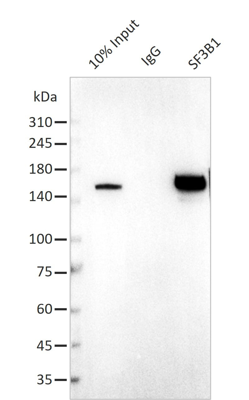 AbFlex<sup>®</sup> SF3B1 antibody (rAb) tested by immunoprecipitation.
