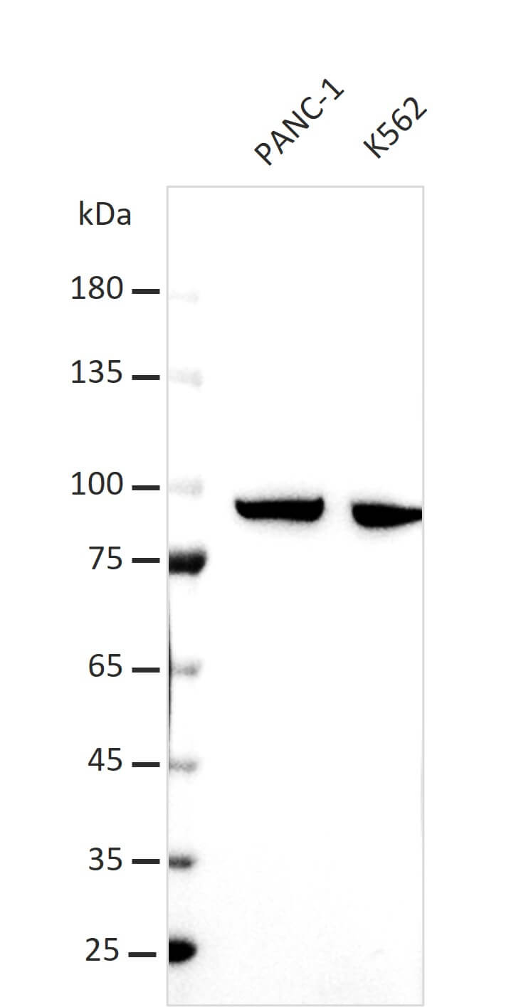 AbFlex<sup>&reg;</sup> STAT3 antibody (rAb) tested by Western blot.
