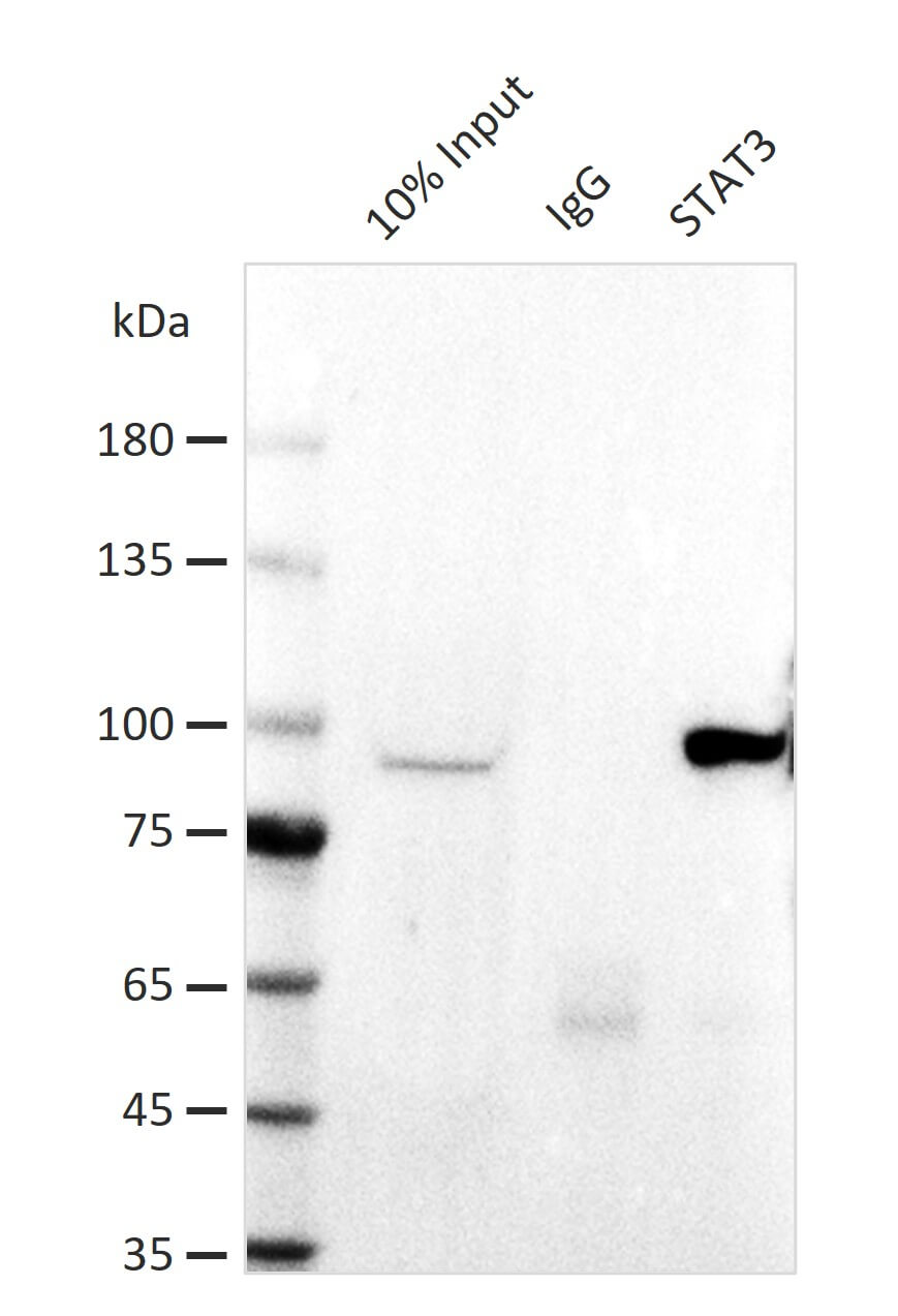 AbFlex<sup>&reg;</sup> STAT3 antibody (rAb) tested by immunoprecipitation.