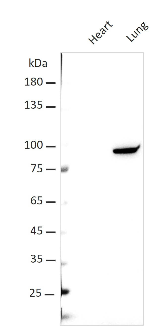 AbFlex<sup>&reg;</sup> STAT3 antibody (rAb) tested by Western blot.