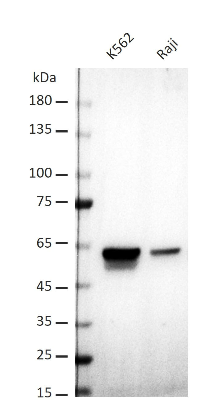 AbFlex<sup>&reg;</sup> CCNA2 (Cyclin A2) antibody (rAb) tested by Western blot.