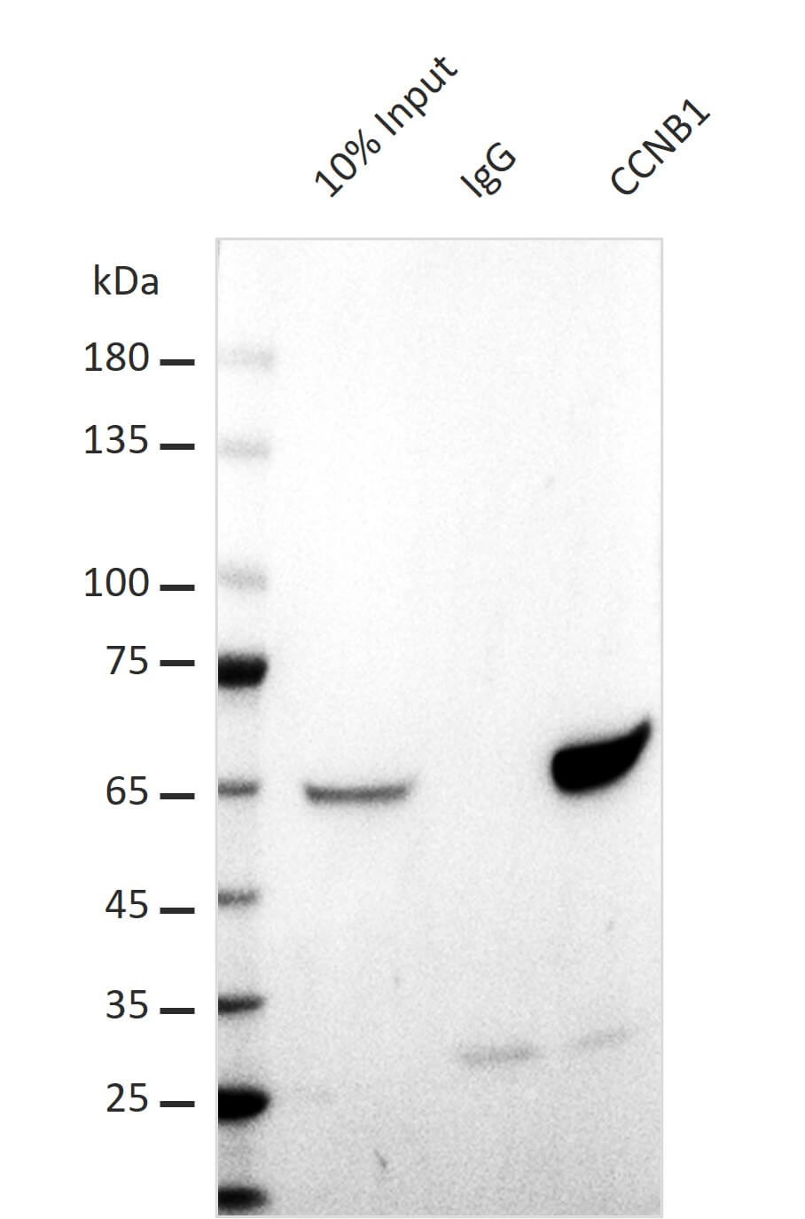 AbFlex<sup>&reg;</sup> CCNA2 (Cyclin A2) antibody (rAb) tested by immunoprecipitation.