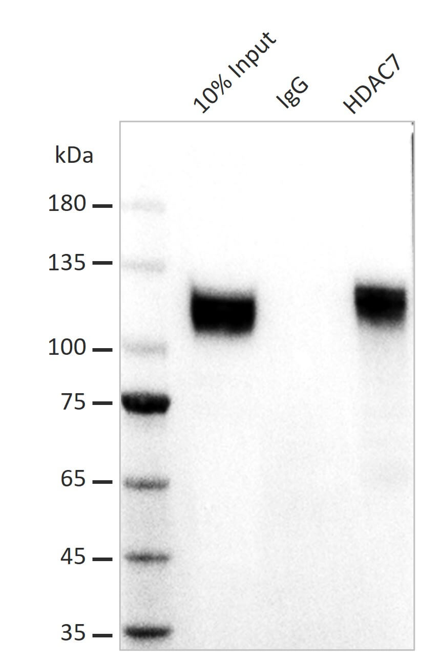 AbFlex<sup>®</sup> HDAC7 antibody (rAb) tested by immunoprecipitation.