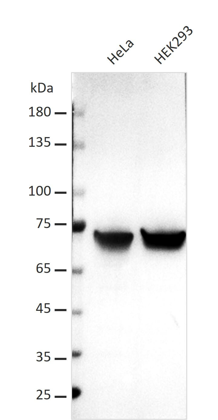 AbFlex<sup>®</sup> XRCC6 (Ku70) antibody (rAb) tested by Western blot.