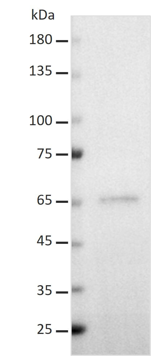 AbFlex<sup>&reg;</sup> c-Myc antibody (rAb) tested by Western blot.
