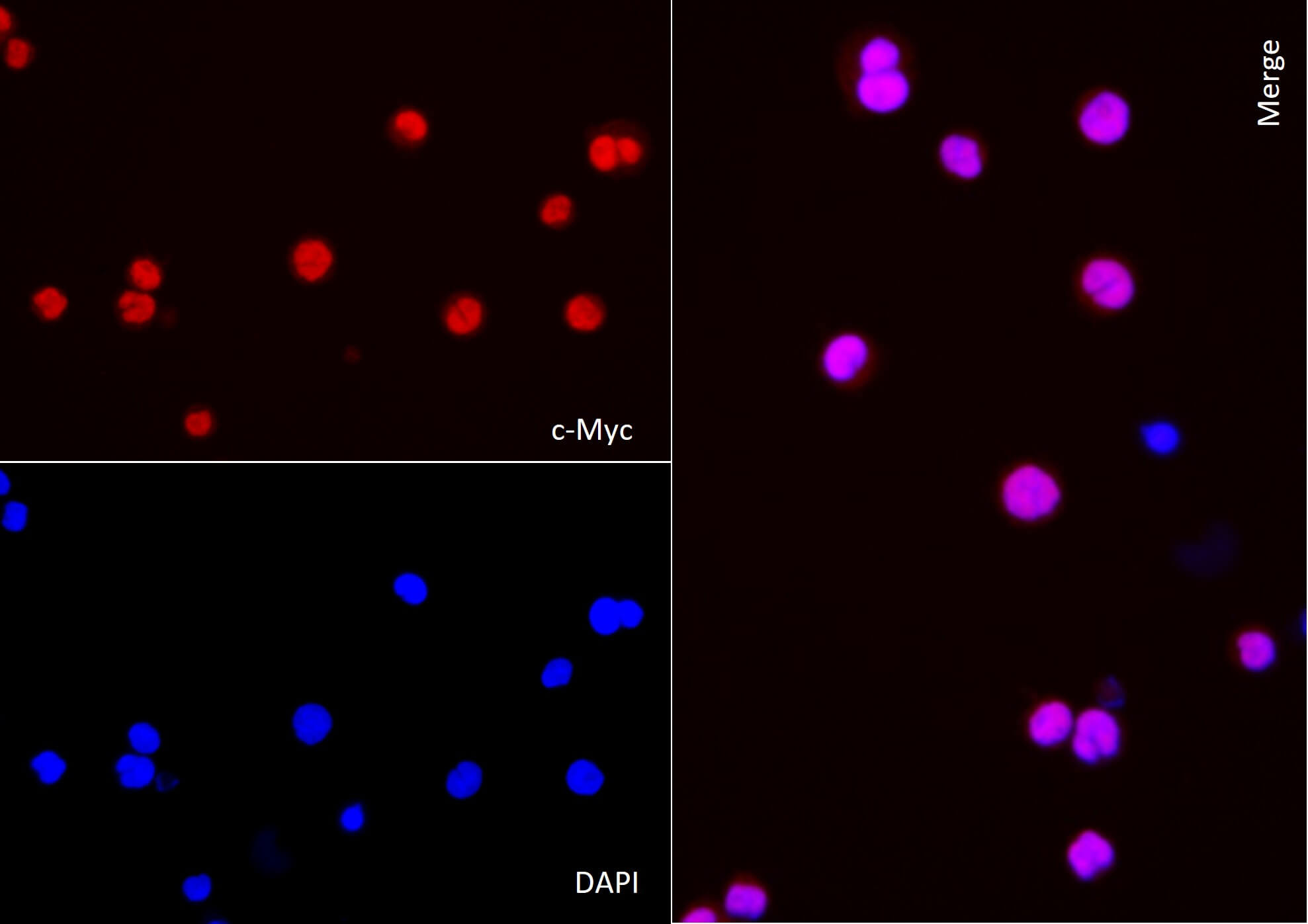 AbFlex<sup>&reg;</sup> c-Myc antibody (rAb) tested by immunofluorescence.
