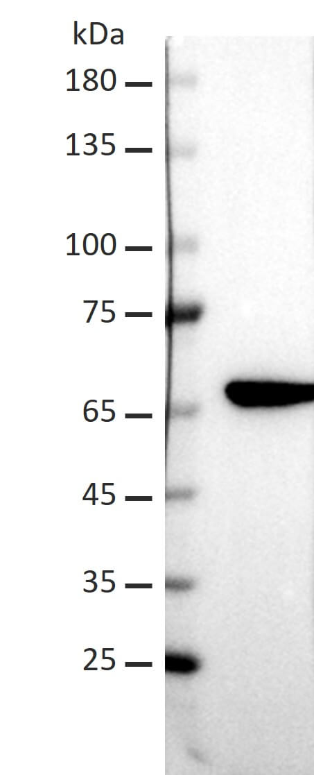 AbFlex<sup>®</sup> AKT1 antibody (rAb) tested by Western blot.