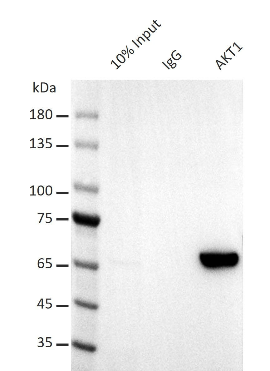 AbFlex<sup>®</sup> AKT1 antibody (rAb) tested by immunoprecipitation.