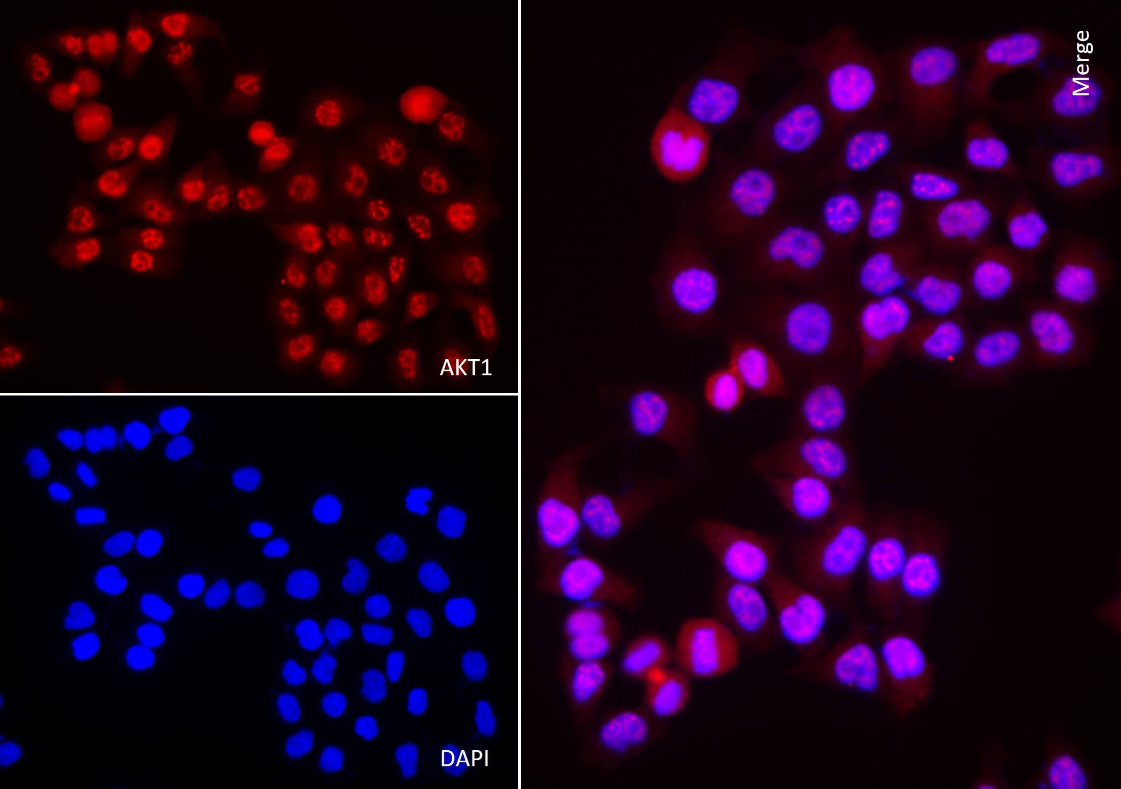 AbFlex<sup>®</sup> AKT1 antibody (rAb) tested by immunofluorescence.