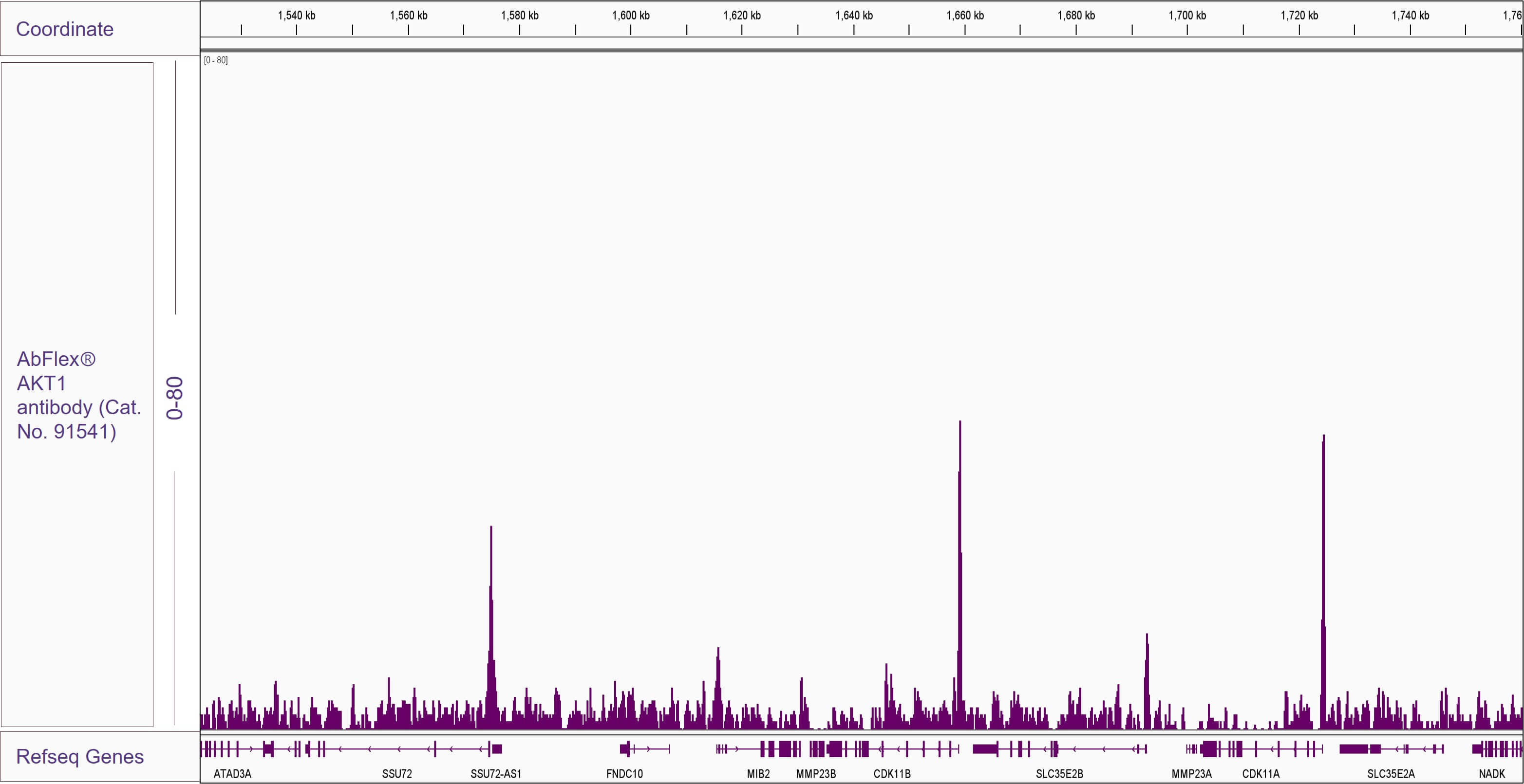 AbFlex<sup>®</sup> AKT1 antibody (rAb) tested by ChIP-Seq.