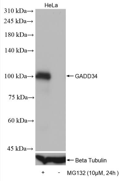 GADD34 antibody (rAb), 100 µl tested by Western blot.