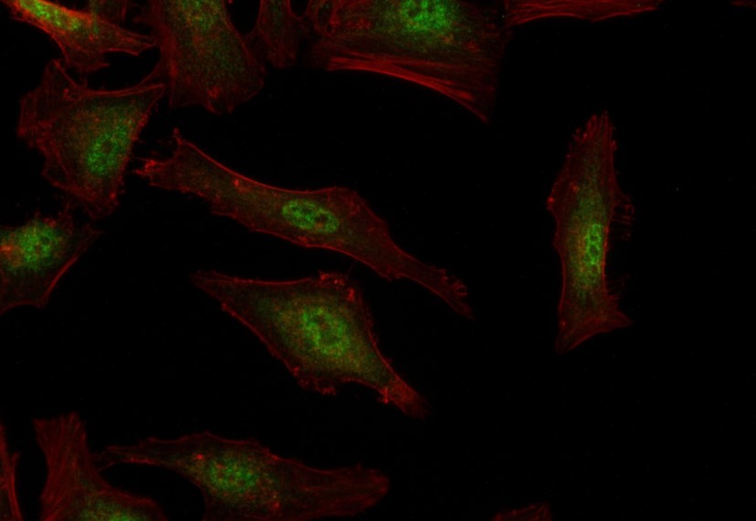 IFI35 antibody (rAb), 100 µg tested by immunofluorescence.