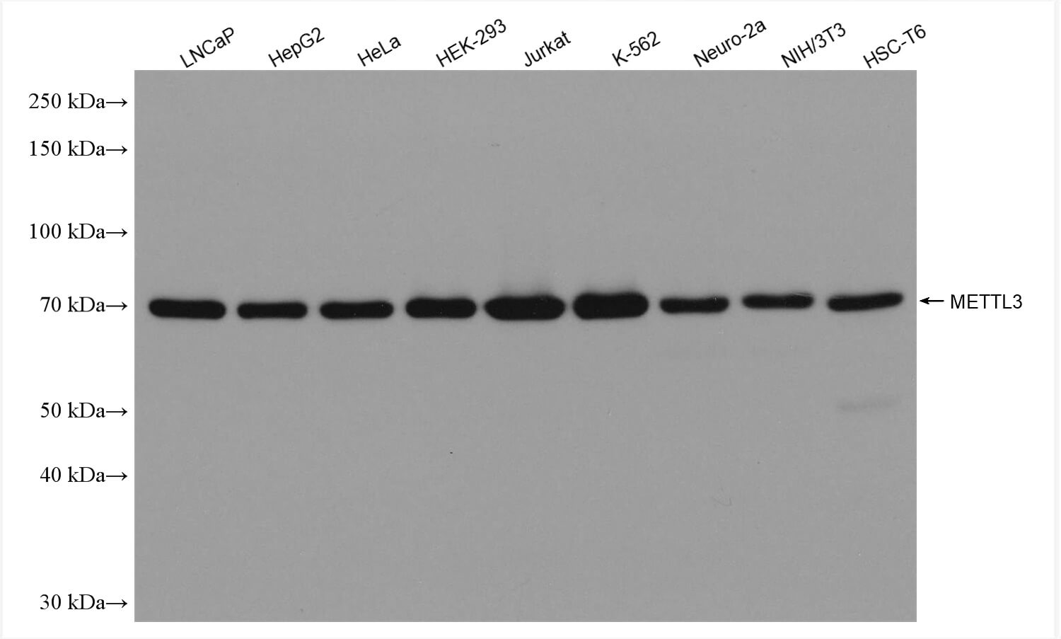 METTL3 antibody (rAb), 100 µg tested by Western blot.