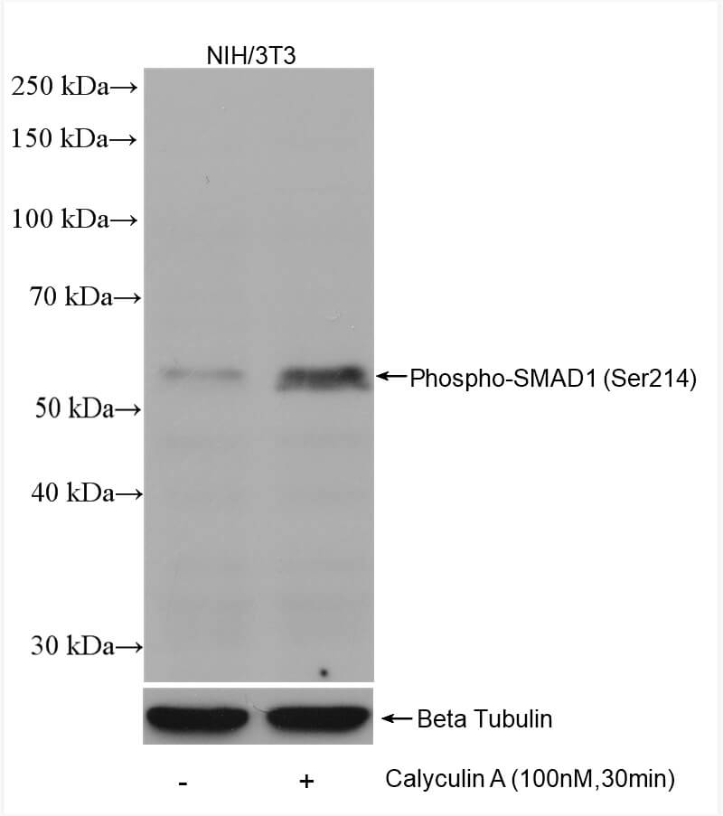 SMAD1 phospho Ser214 (rAb), 100 µl (Clone 3K8)