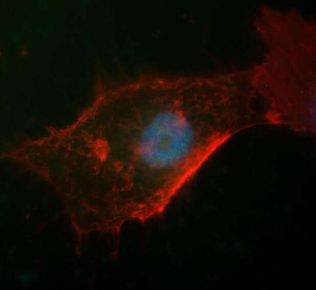 SOX2 antibody (rAb), 100 µg tested by immunofluorescence.