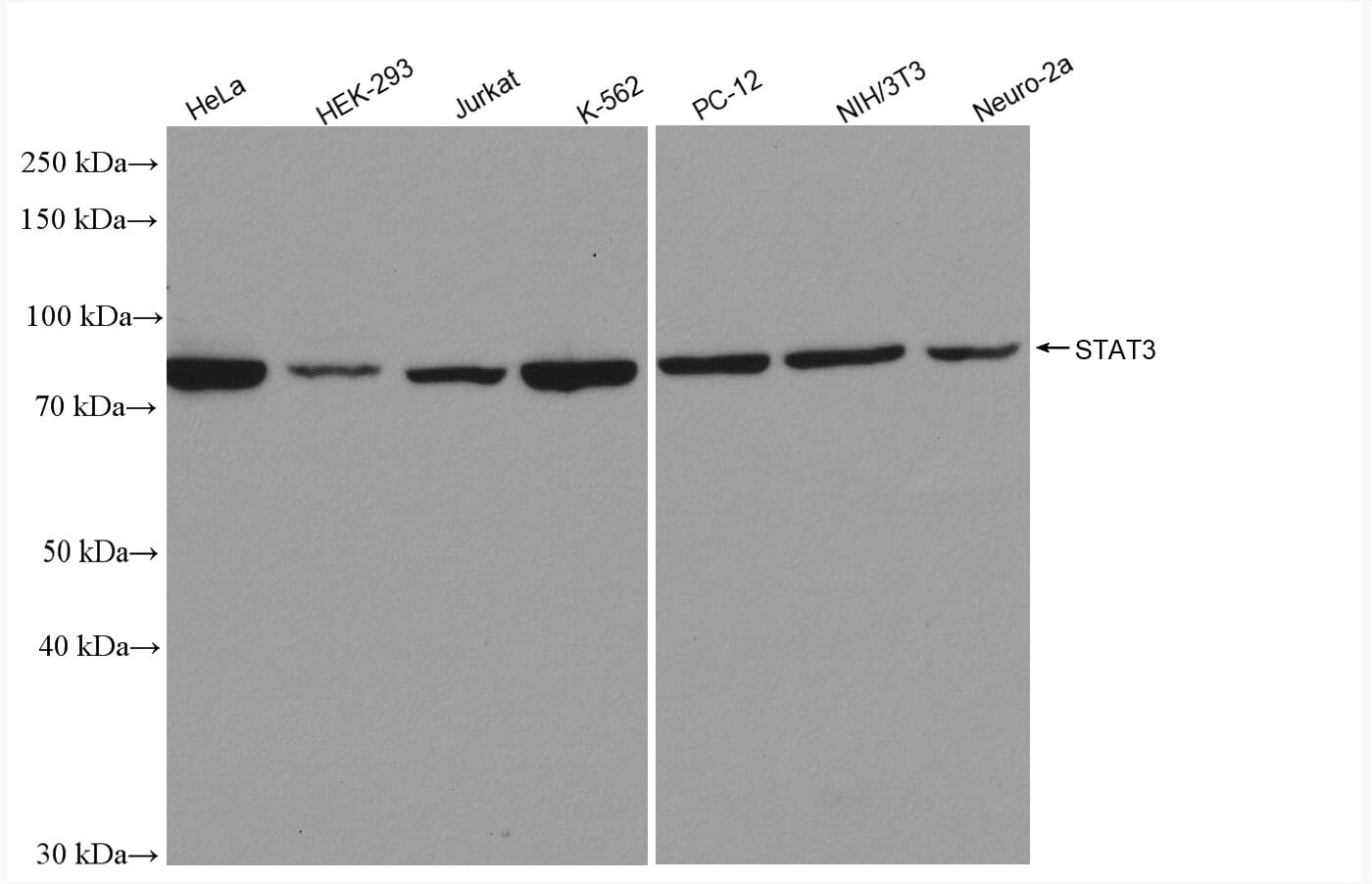 STAT3 antibody (rAb), 100 µl tested by Western blot.