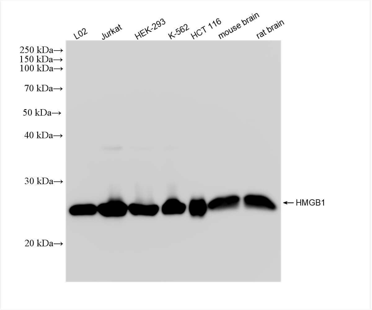HMGB1 antibody (rAb), 100 µg tested by Western blot.