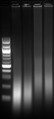 Gel showing sheared chromatin prepared from eight 3T3 cell samples