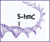 Click the image for more information on one of Active Motif's 5-hmC antibodies. 5-hmC modification