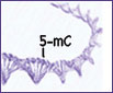 Click the image for more information on one of Active Motif's 5-mC antibodies. 5-mC modification