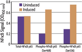 Graph measuring phosphorylation of NFkB p65 at Ser536 and Ser468 using the FACE NFkB p65 Profiler Assay