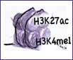 H3K4me1 and H3K27ac modifications