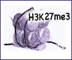 Click the image for more information on one of Active Motif's Histone H3 trimethyl Lys27 antibodies. H3K27me3 modification