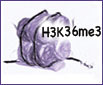 Click the image for more information on one of Active Motif's Histone H3 trimethyl Lys36 antibodies. H3K36me3 modification