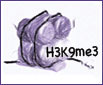 Click the image for more information on one of Active Motif's Histone H3 trimethyl Lys9 antibodies. H3K9me3 modification