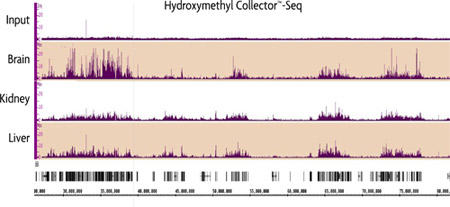Genome-wide analysis of 5-hmC in Mouse Brain, Kidney and Liver using Hydroxymethyl Collector–Seq