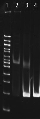 Mononucleosome Assembly occurs when Nucleosome Assembly Control DNA is incubated with recombinant Histone Octamers